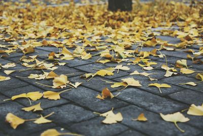 Close-up of yellow maple leaves