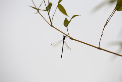 Close-up of plant growing outdoors