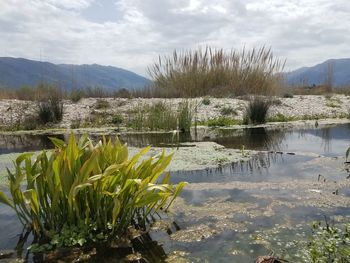 Plants growing by lake against sky