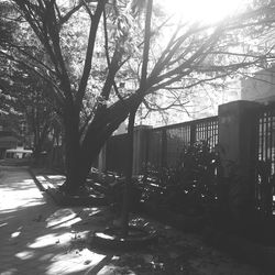 Bare trees against sky