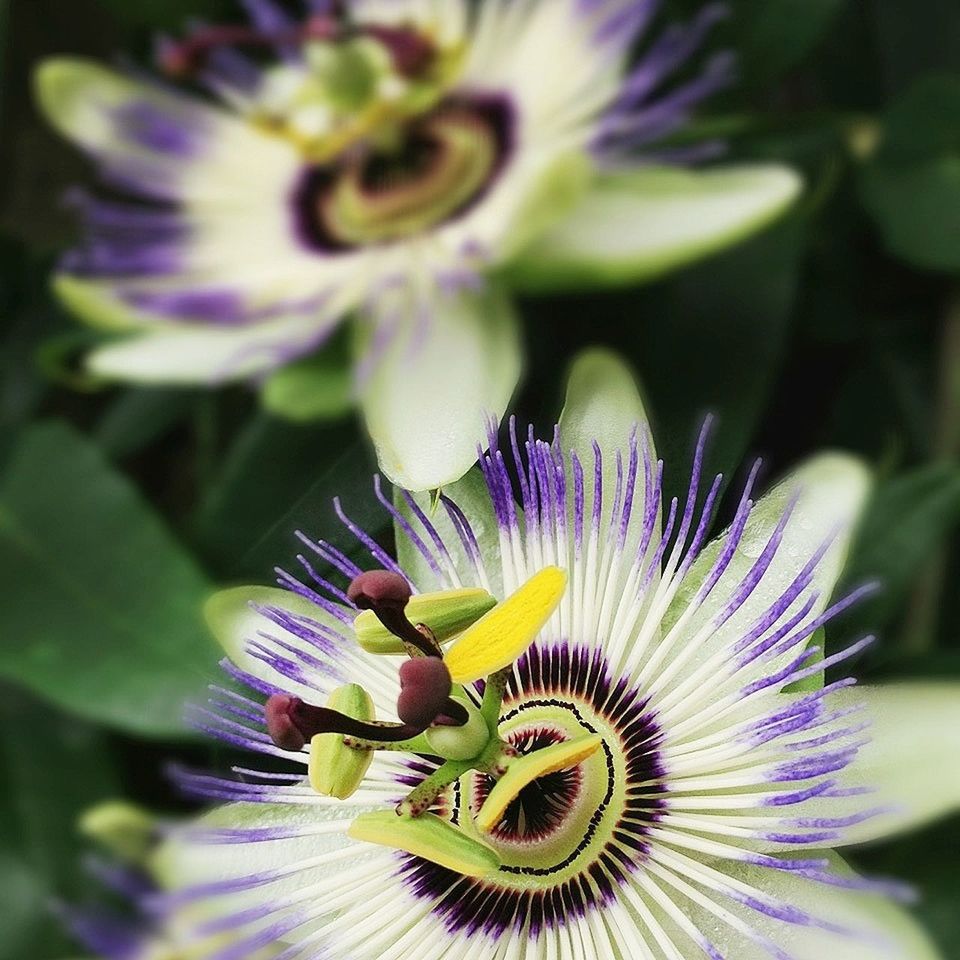 flower, petal, flower head, freshness, fragility, purple, close-up, beauty in nature, pollen, growth, single flower, nature, stamen, selective focus, blooming, focus on foreground, in bloom, plant, macro, yellow