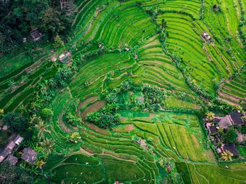 High angle view of rice paddy on field