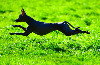 Full length of grass