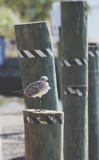 Close-up of bird perching on wooden post