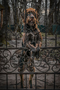 Close-up of dog standing by fence