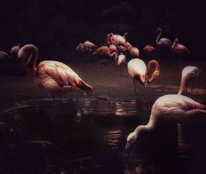 Ducks in a lake