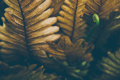 Close-up of leaf