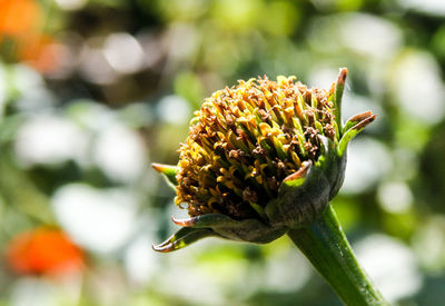 Close-up of flower against blurred background