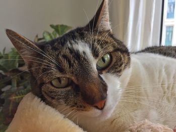 Close-up portrait of cat at home