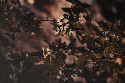 Close-up of flowers on branch