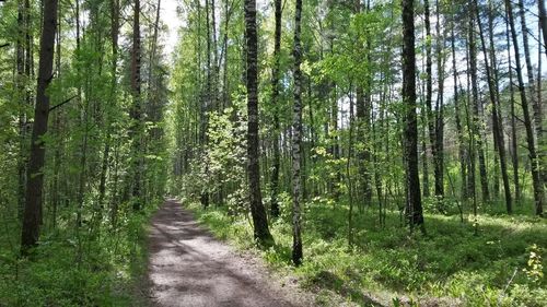 Footpath passing through forest