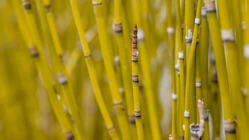 Full frame shot of yellow flowering plants