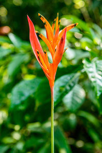 Close-up of orange flower bud