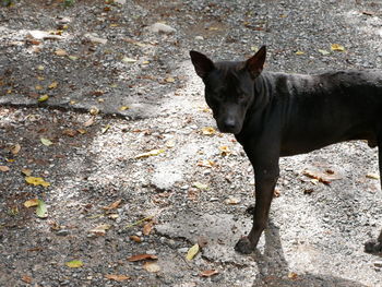 High angle view of a dog