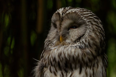 Portrait of a tawny owl or brown owl at nightfall, dark background, horizontal image, close subject