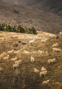 View of sheep on field