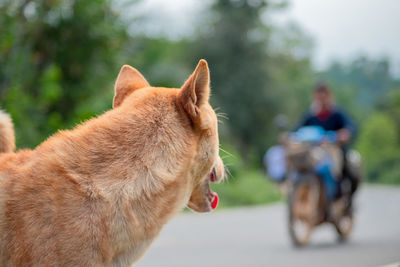 Close-up of a dog