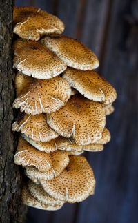 Close-up of fly agaric mushroom