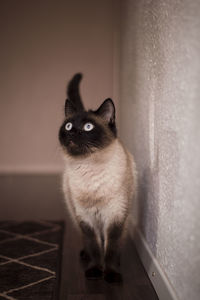 Portrait of cat sitting by wall at home