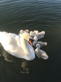 High angle view of swans swimming in lake