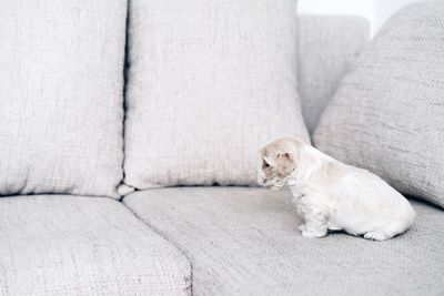 Dog sitting on sofa at home