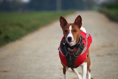 Portrait of a dog running on field