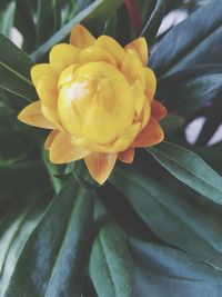 Close-up of yellow rose flower