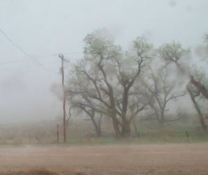 Trees in foggy weather