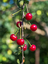 A bunch of ripe cherries on a branch on a summer garden day