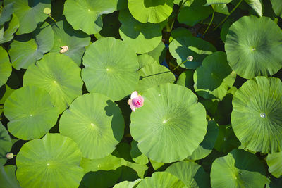 High angle view of water lilies on leaves