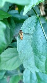 Close-up of insect on leaf