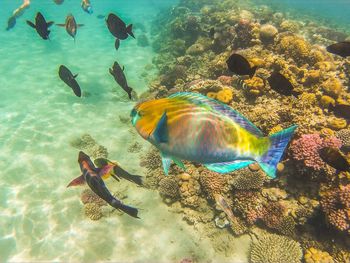 Fish swimming in sea