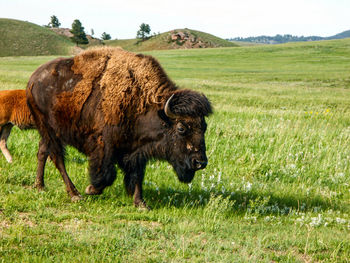 Side view of american bison walking on grassy field at custer state park