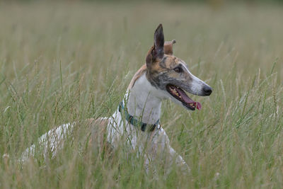 Copy space around the full body image of a greyhound dog in an open field. looking to the right