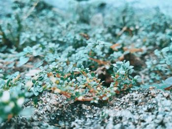 Close-up of plant growing on field