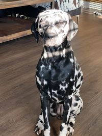 Dalmatian puppy