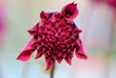 Close-up of wilted pink rose flower