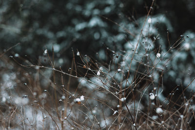 Close-up of grass