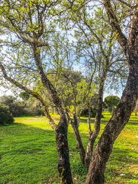 Trees on field