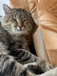 Close-up of a cat resting