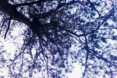 Low angle view of bare trees against sky