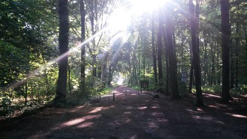 Sun shining through trees in forest