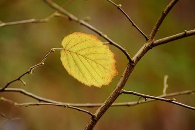 Close-up of yellow leaves against blurred background