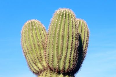 Close-up of plant against clear blue sky