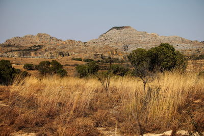 Scenic view of landscape against clear sky