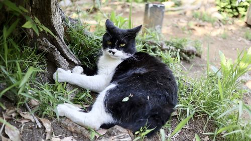 Black cat sitting on field