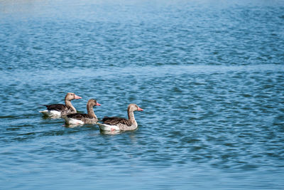 Ducks swimming in lake