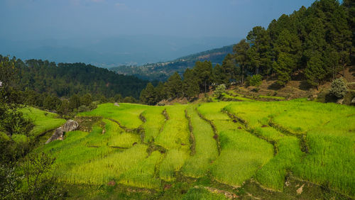 Scenic view of landscape against sky step farming agricultural landscape