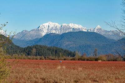 Scenic view of field and mountains against clear sky with red bushes in the foreground