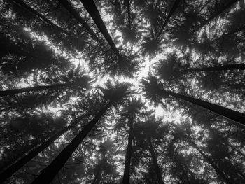 Low angle view of trees in forest